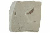 Detailed Fossil Feather, Leaf, Crane Flies & Beetle - Utah #242713-2
